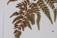 小葉蹄蓋蕨藏品圖，第4張