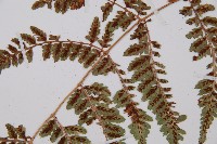 小葉蹄蓋蕨藏品圖，第5張