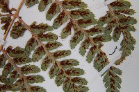 小葉蹄蓋蕨藏品圖，第6張