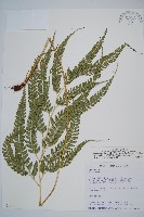 斜方複葉耳蕨藏品圖，第1張