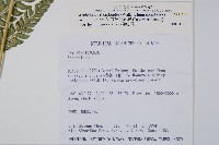 斜方複葉耳蕨藏品圖，第2張