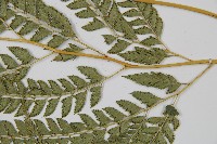 斜方複葉耳蕨藏品圖，第3張