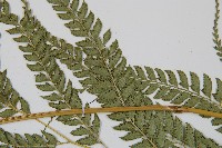 斜方複葉耳蕨藏品圖，第4張