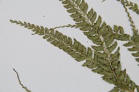 斜方複葉耳蕨藏品圖，第5張