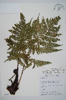 臺灣鱗毛蕨藏品圖，第1張