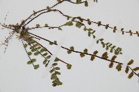 鐵角蕨藏品圖，第4張