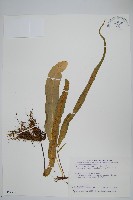 粵瓦葦藏品圖，第1張