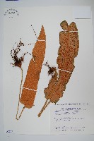 盧山石葦藏品圖，第1張