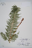 三叉耳蕨藏品圖，第1張