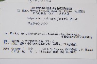 三叉耳蕨藏品圖，第2張