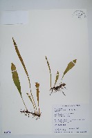 柳葉劍蕨藏品圖，第1張