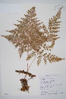 海州骨碎補藏品圖，第1張