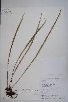 書帶蕨藏品圖，第1張