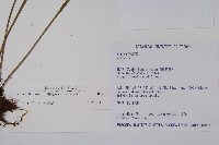 書帶蕨藏品圖，第2張