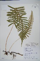 大葉水龍骨藏品圖，第1張