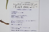 大葉水龍骨藏品圖，第2張