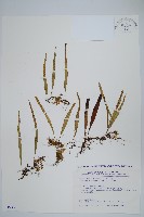 擬芨瓦葦藏品圖，第1張