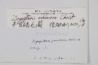 亞二型鱗毛蕨藏品圖，第2張