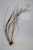 二條線蕨藏品圖，第1張