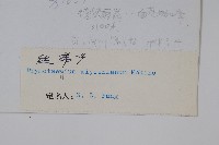 二條線蕨藏品圖，第2張