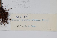 氈毛石韋藏品圖，第2張