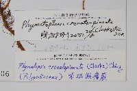 紫柄假瘤蕨藏品圖，第2張