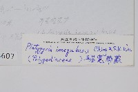 耳基寬帶蕨藏品圖，第2張