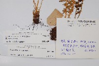 福山氏耳蕨藏品圖，第2張