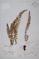 寶興耳蕨藏品圖，第1張