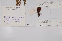 寶興耳蕨藏品圖，第2張