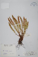 杜氏耳蕨藏品圖，第1張