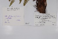 烏柄耳蕨藏品圖，第2張