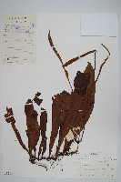 登錄號:P003612藏品圖，第1張