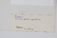 裸莖石韋藏品圖，第2張