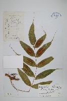 片馬節肢蕨藏品圖，第1張