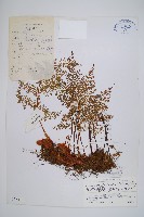 宿枝小膜蓋蕨藏品圖，第1張