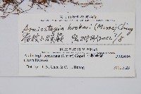 宿枝小膜蓋蕨藏品圖，第5張