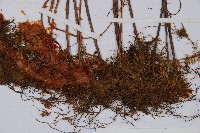 宿枝小膜蓋蕨藏品圖，第6張