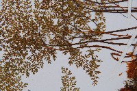 宿枝小膜蓋蕨藏品圖，第7張