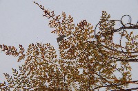 宿枝小膜蓋蕨藏品圖，第8張