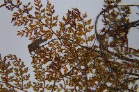 宿枝小膜蓋蕨藏品圖，第9張