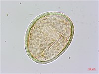 宿枝小膜蓋蕨藏品圖，第2張