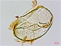 宿枝小膜蓋蕨藏品圖，第4張