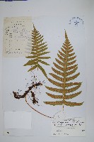 中華水龍骨藏品圖，第1張