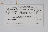 中華水龍骨藏品圖，第2張