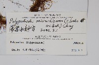 薄葉水龍骨藏品圖，第2張