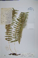 假毛柄水龍骨藏品圖，第1張