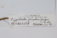 假毛柄水龍骨藏品圖，第2張