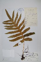 栗鱗假瘤蕨藏品圖，第1張