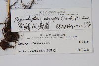 栗鱗假瘤蕨藏品圖，第2張